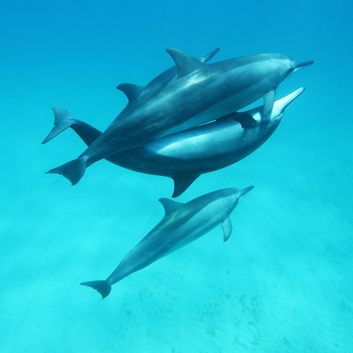 Dolphins mating in Fernando de Noronha.