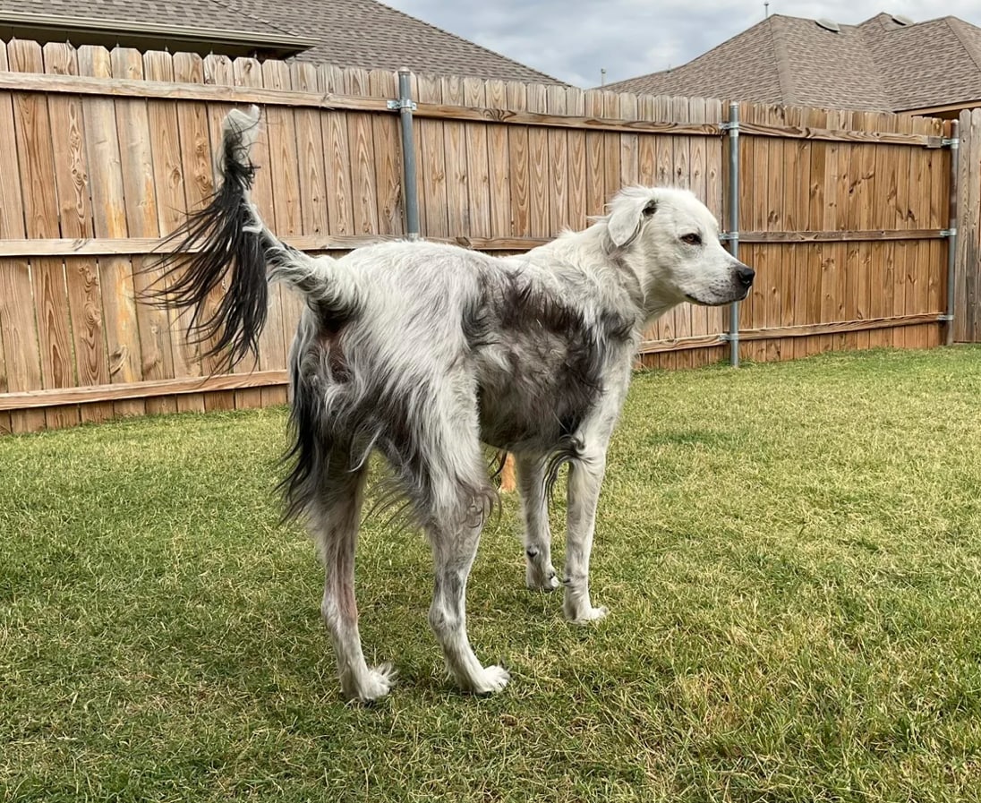 Buster, the dog who changed from black to white, due to skin condition