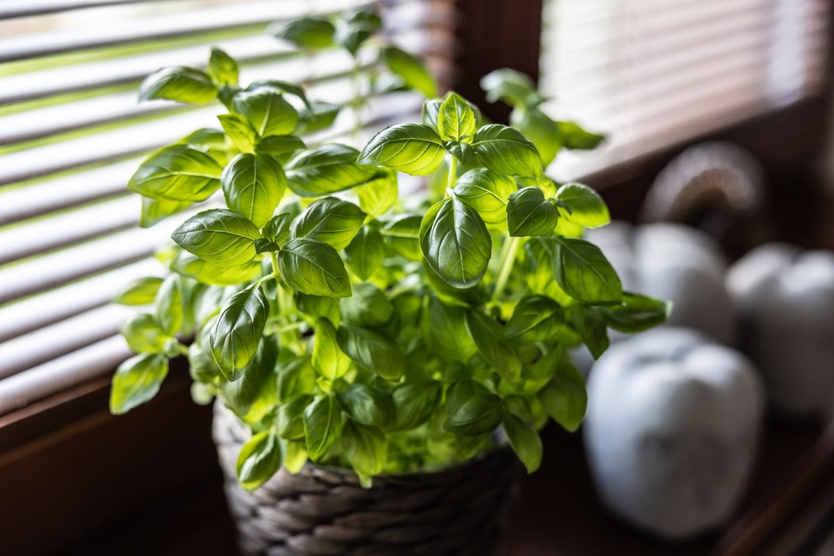 7 house plants to keep flies away this summer