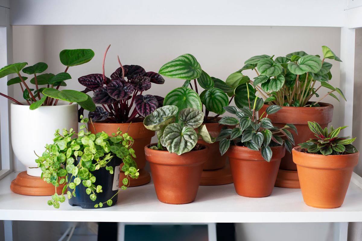 Indoor plants require different care