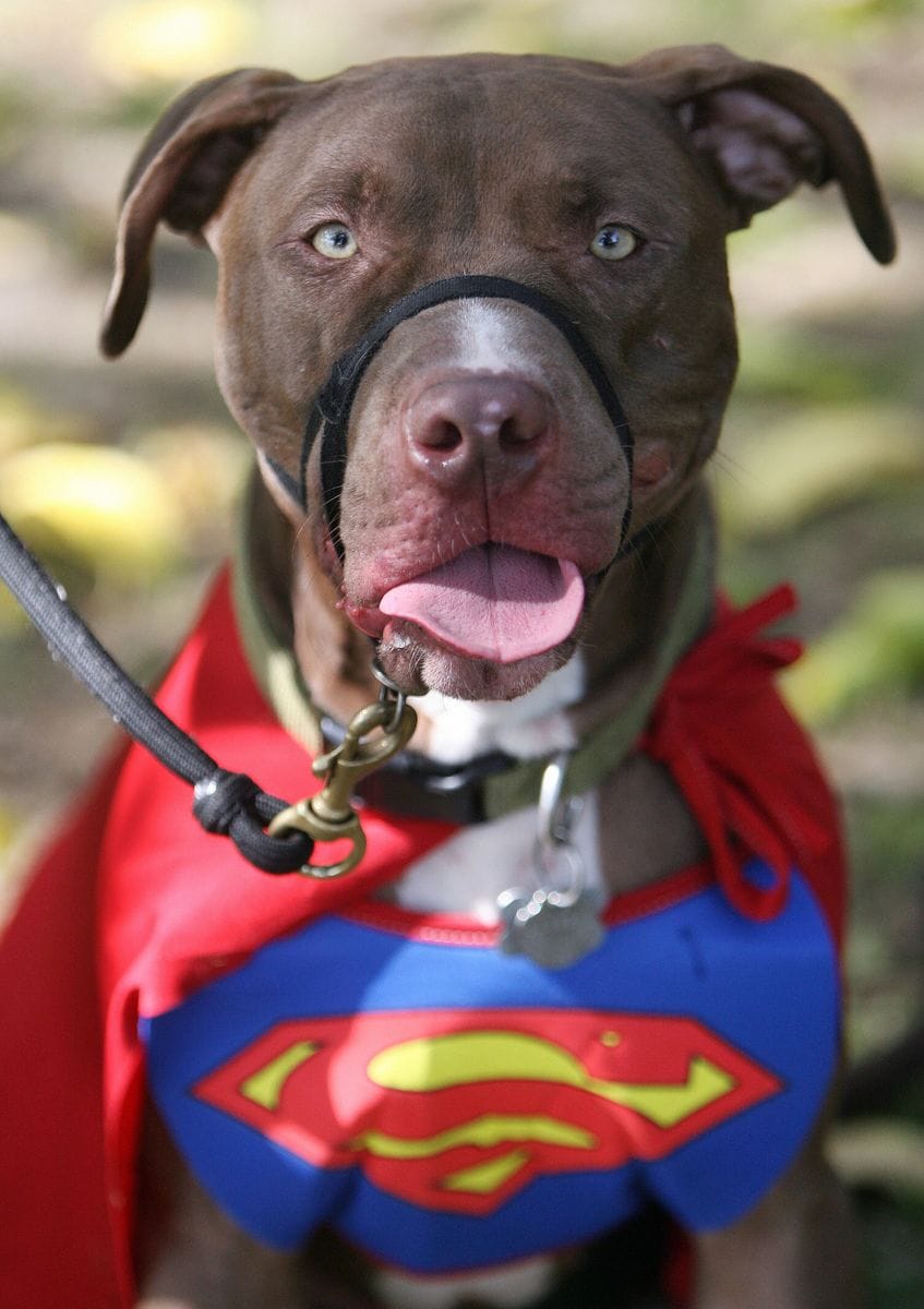 A dog named Veruka is dressed with a Superman costume during a doggy costume contest in West Hollywood, California, 28 October 2007. AFP PHOTO GABRIEL BOUYS (Photo credit should read GABRIEL BOUYS/AFP via Getty Images)