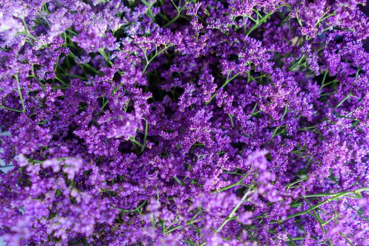 Lavender has a strong scent that's a powerful pest repellant