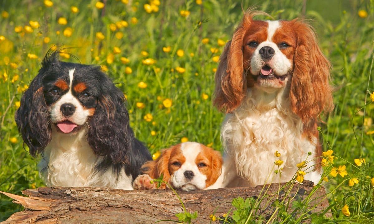 Cavalier King Charles, Canis familiaris