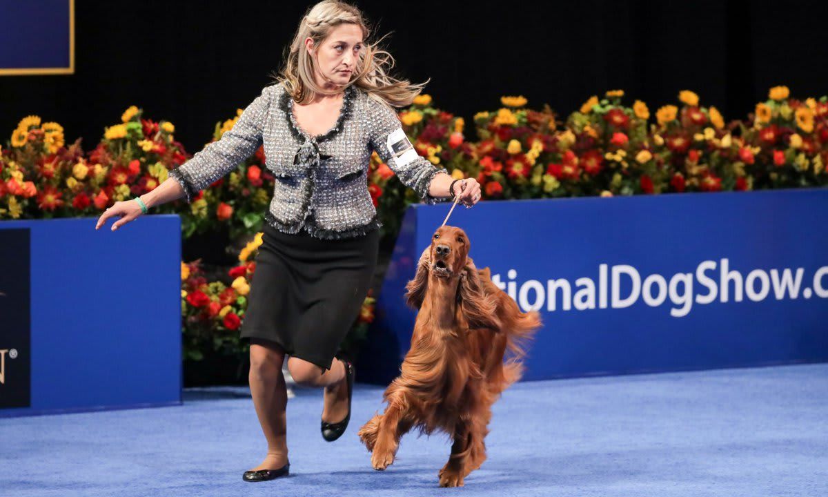 The National Dog Show Presented by Purina - Season 2021