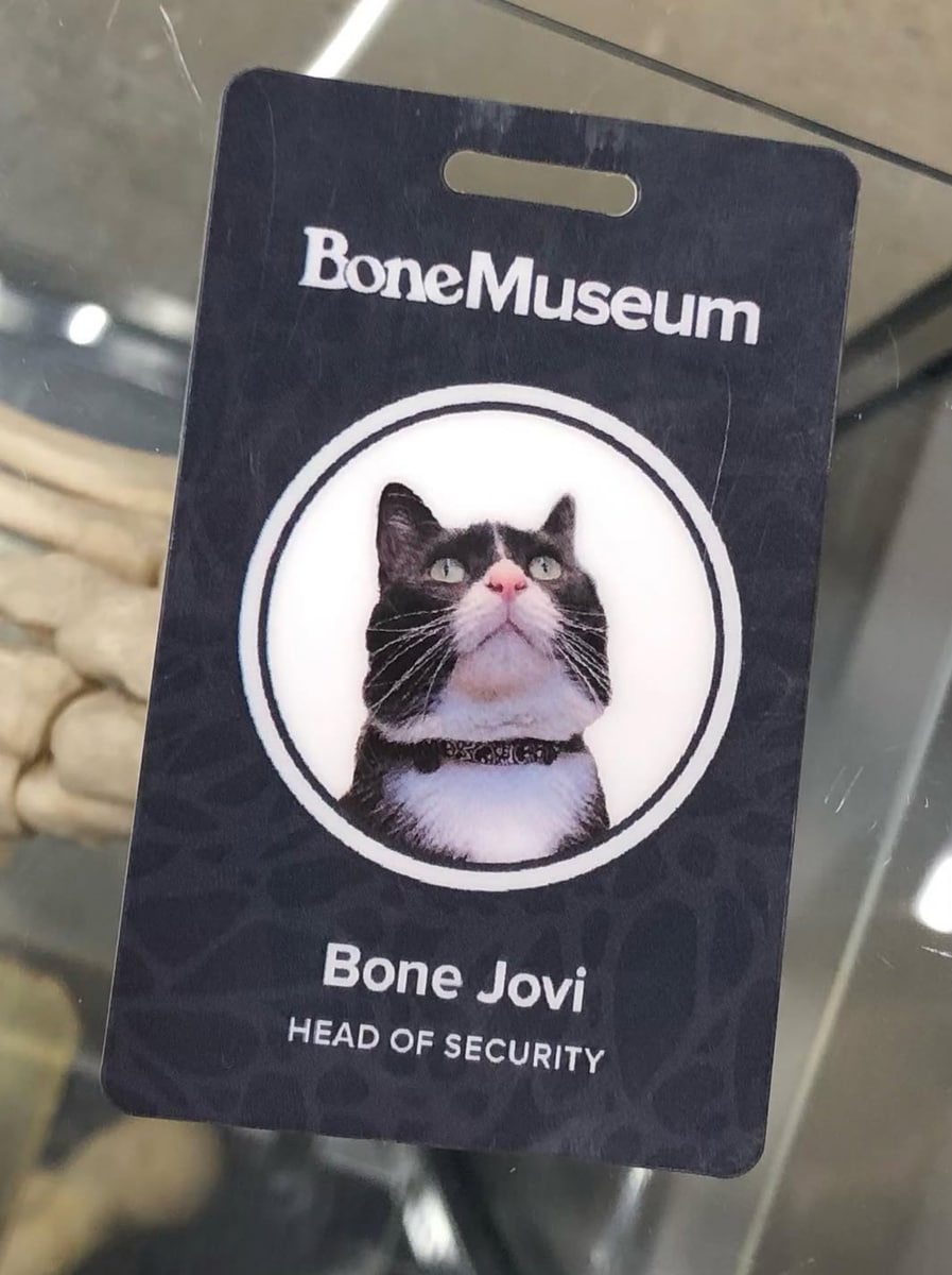 Bone Jovi, the resident feline of the Bone Museum in Brooklyn
