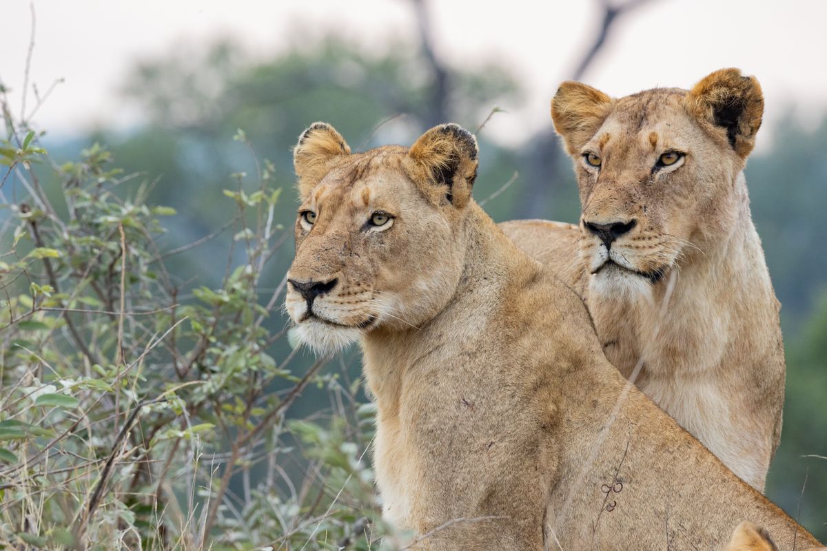 The Phoenix Species Project debuts with a $200 million commitment aimed at helping recover 100 critically endangered species across 30 countries.