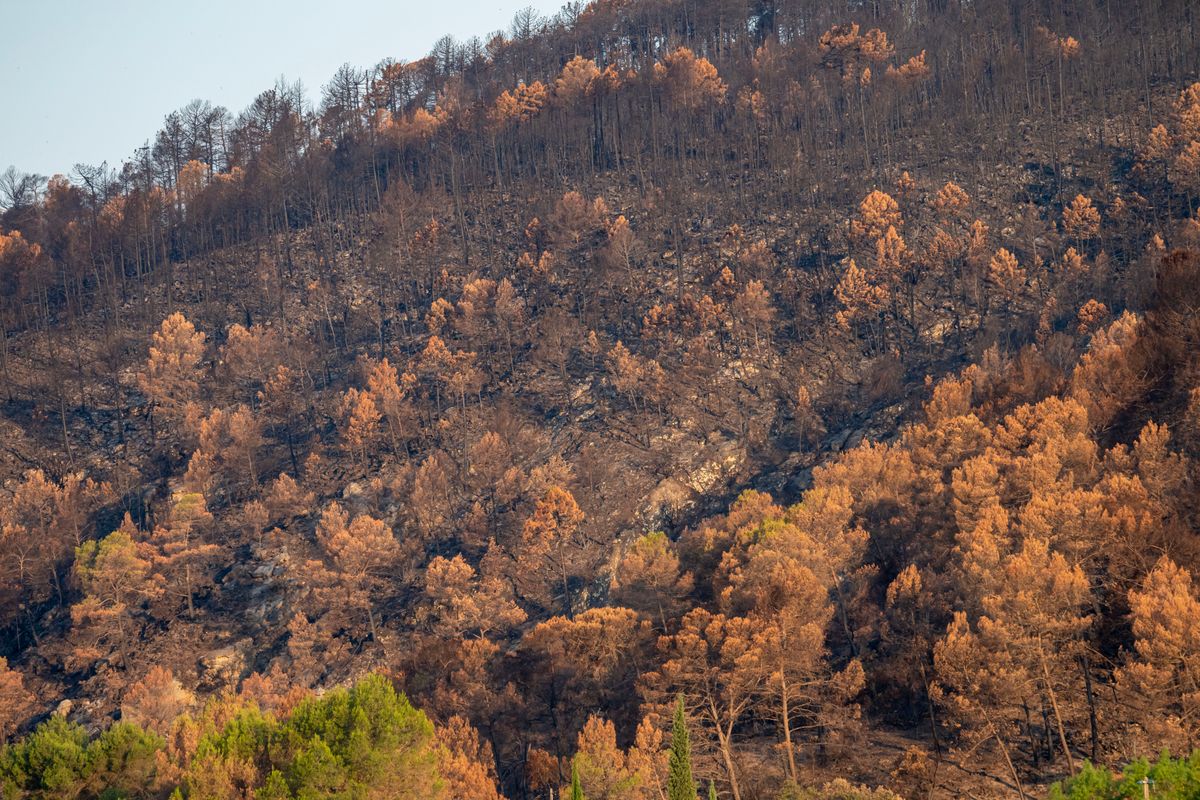 Damage caused by recent wildfires near the vineyards of the Correns winegrowers' cooperative in Correns
