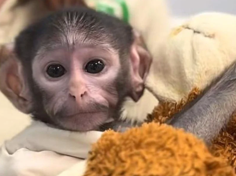 Baby monkey in Mexico goes viral: Yuji’s teddy bear attachment draws comparisons to Japan’s ‘Punch’ monkey