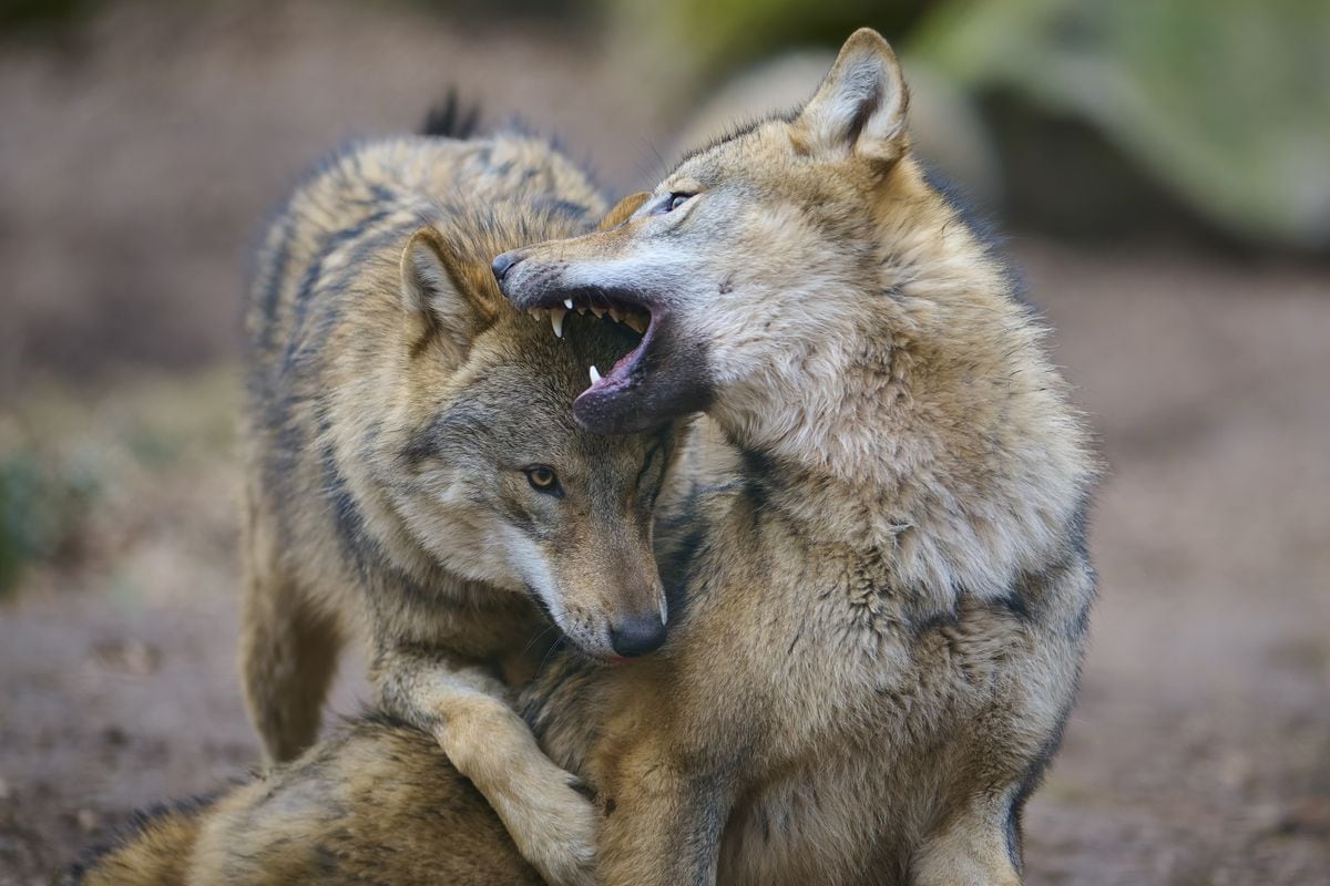 Wolves