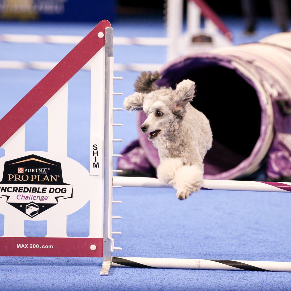 The National Dog Show Presented by Purina - Season 2021