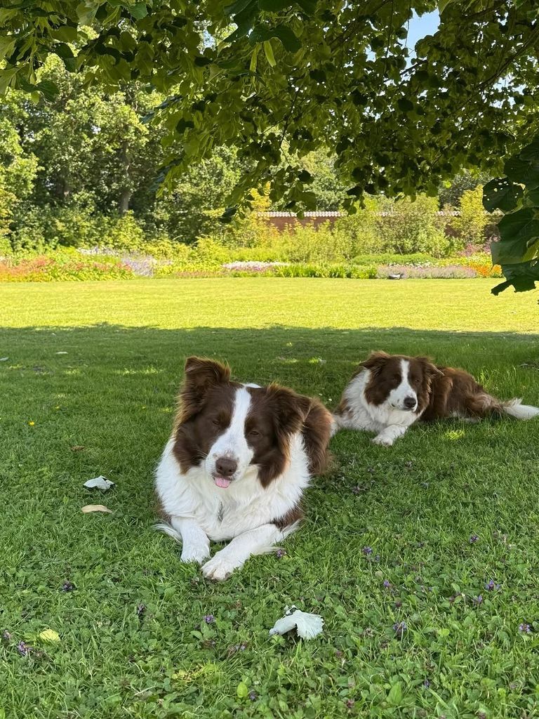 The family shared a look at their dogs