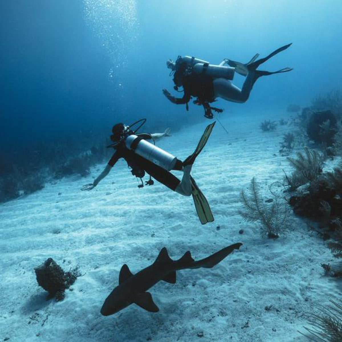 The Duke and Duchess of Cambridge went diving in Belize on March 20