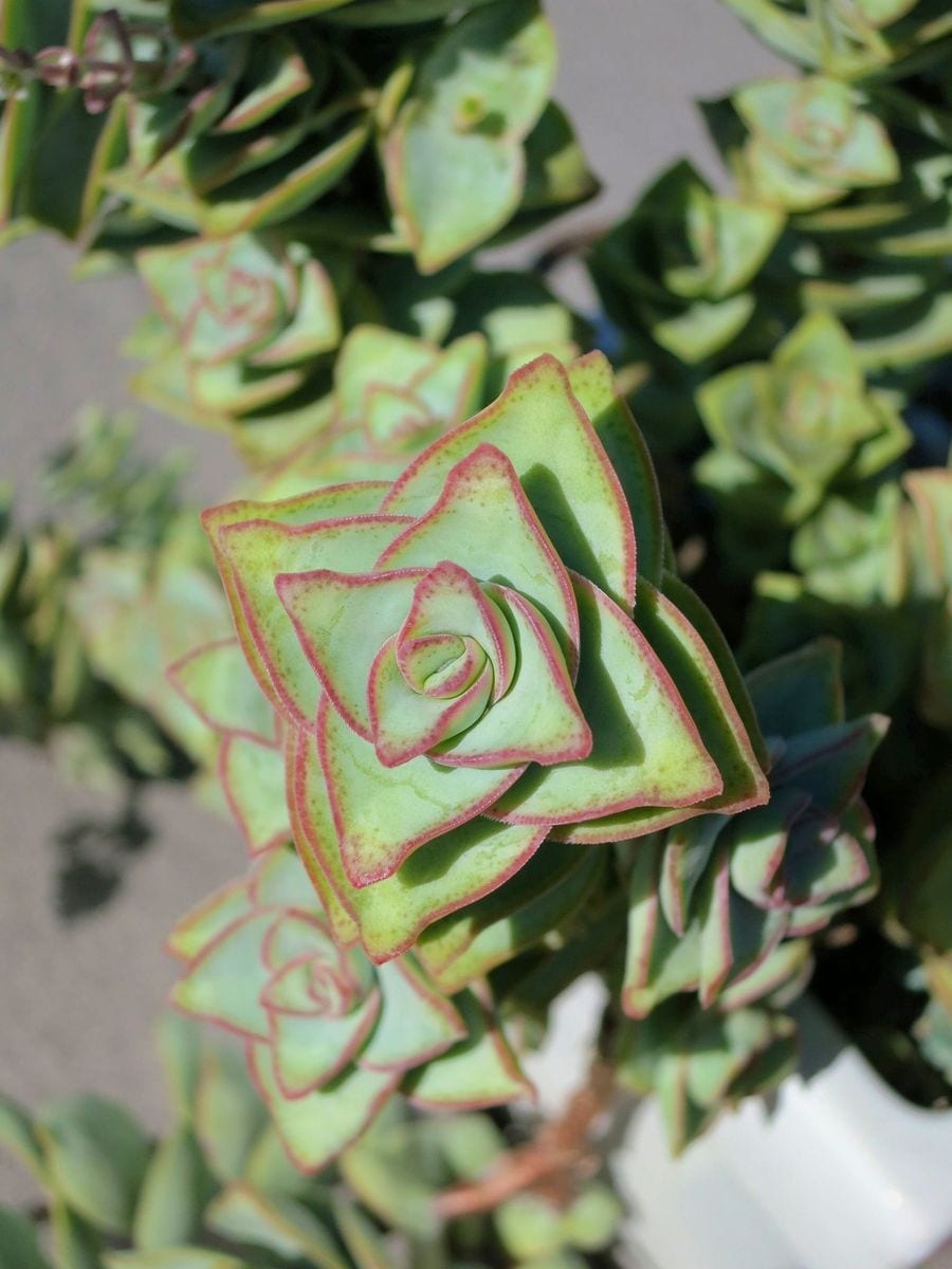 Vibrant green with red ends