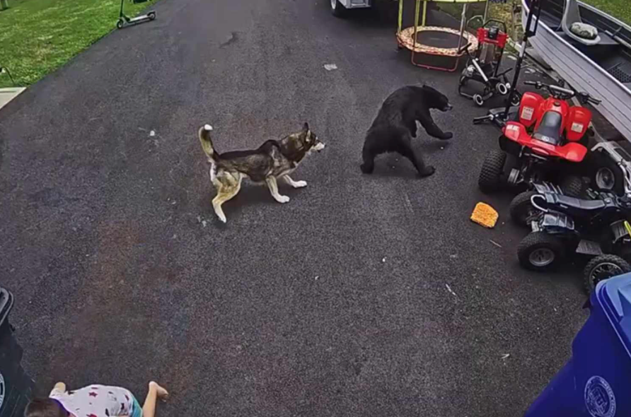 Bella, an 11-year-old husky, races toward a black bear after it charged across a Connecticut driveway where 6-year-old Colton Tazzara was playing