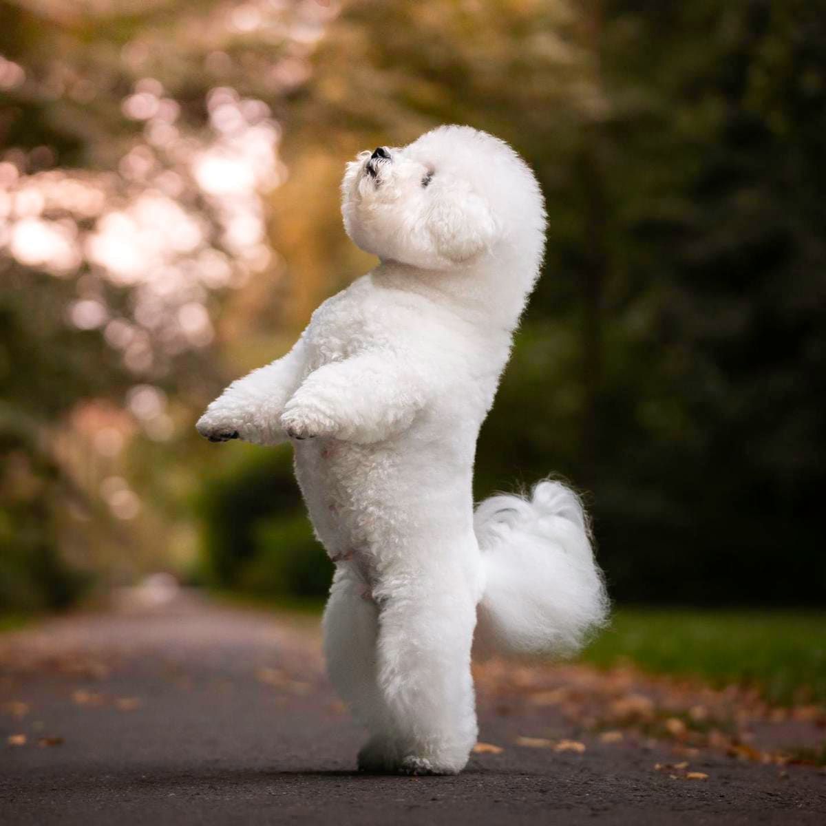 10 dog breeds that don’t grow too big
