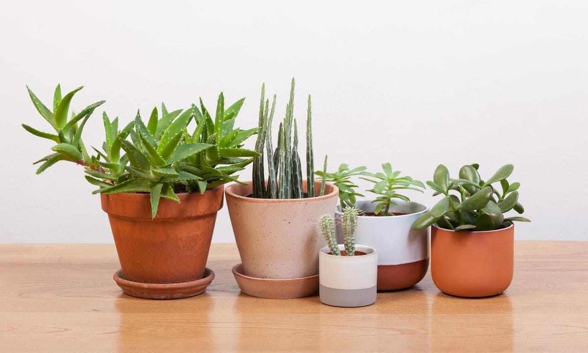 Succulents
