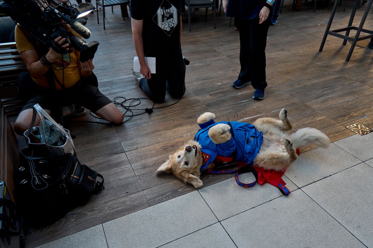 Dozens of adorable pups hit the red carpet for 'Superman' movie night 