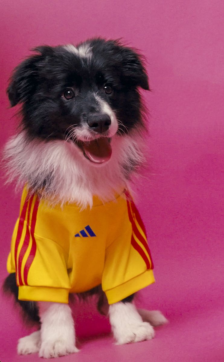 Photo © 2026 Best Image/The Grosby Group

Adidas is giving football-loving pet owners a stylish way to include their four-legged companions in the excitement of the 2026 FIFA World Cup with the launch of its new pet jersey collection. 

The collection features miniature kits inspired by four major national teams competing in the tournament: reigning champions Argentina, along with Mexico, Colombia, and Japan. Each jersey mirrors the design of the official home shirts, complete with the national federation crest and adidas logo.

Rather than simply shrinking down the human versions, the garments have been specially engineered for pets, with a tailored design that accommodates the anatomy of four-legged fans while ensuring a comfortable fit across a range of sizes. Heat-transferred detailing provides a sleek, premium finish without compromising comfort.

The adidas 2026 FIFA World Cup Pet Collection will be available starting May 1 across North America, Latin America, Japan, China, Vietnam, the Philippines, and Indonesia, just ahead of the tournaments kickoff on June 11 in the United States, which is co-hosting alongside Mexico and Canada.****

Adidas está ofreciendo a los dueños de mascotas amantes del fútbol una elegante manera de incluir a sus compañeros de cuatro patas en la emoción de la Copa Mundial de la FIFA 2026 con el lanzamiento de su nueva colección de camisetas para mascotas.

La colección presenta kits en miniatura inspirados en cuatro de las principales selecciones que competirán en el torneo: los actuales campeones, Argentina, junto con México, Colombia y Japón. Cada camiseta reproduce el diseño de los uniformes oficiales de local, completo con el escudo de la federación nacional y el logotipo de adidas.

En lugar de simplemente reducir las versiones para humanos, las prendas han sido especialmente diseñadas para mascotas, con un corte adaptado a la anatomía de los aficionados de cuatro patas, garantizando un ajuste cómodo en una amplia variedad de tallas. Los detalles aplicados mediante transferencia térmica aportan un acabado elegante y premium sin comprometer la comodidad.

La colección adidas 2026 FIFA World Cup Pet estará disponible a partir del 1 de mayo en América del Norte, América Latina, Japón, China, Vietnam, Filipinas e Indonesia, justo antes del inicio del torneo el 11 de junio en Estados Unidos, país anfitrión junto con México y Canadá.