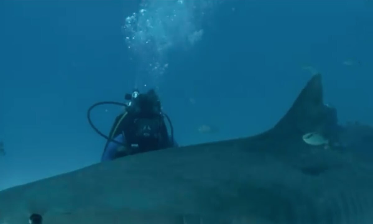 Tiffany Haddish swimming with sharks