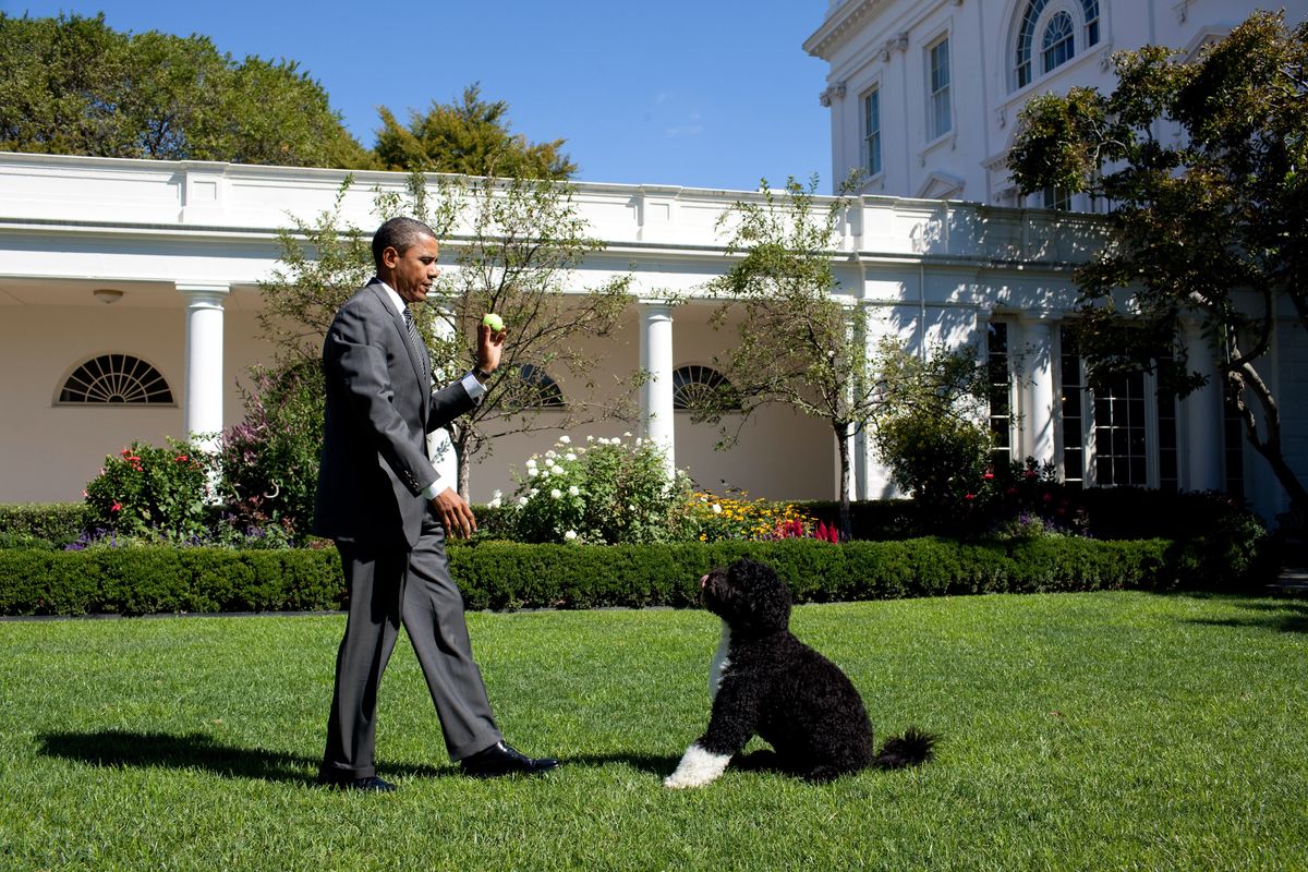 President Barack Obama throws a ball for Bo, the family dog, in the Rose Garden of the White House September 9, 2010 