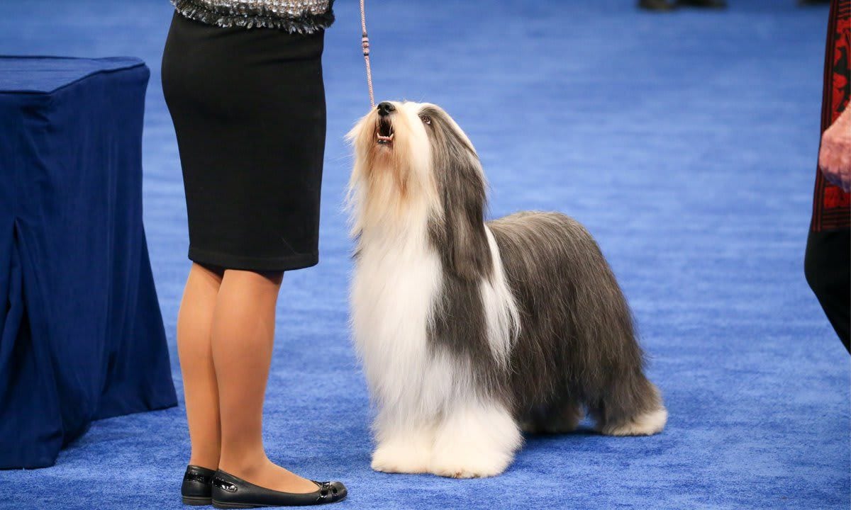 The National Dog Show Presented by Purina - Season 2021