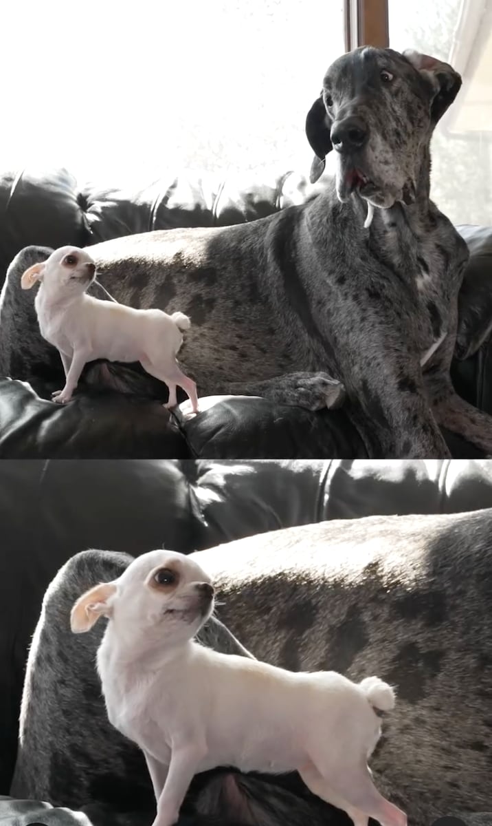 Reggie and Pearl, the tallest and the shortest living dogs