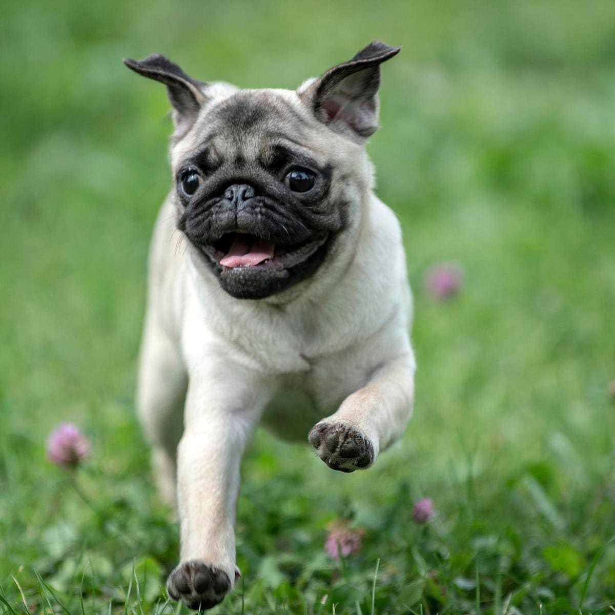 Pug