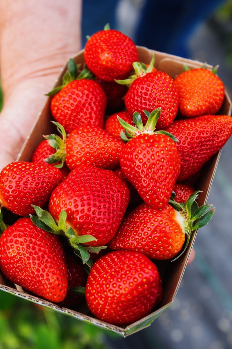 Strawberries: Sweet, Juicy, and Full of Vitamin C