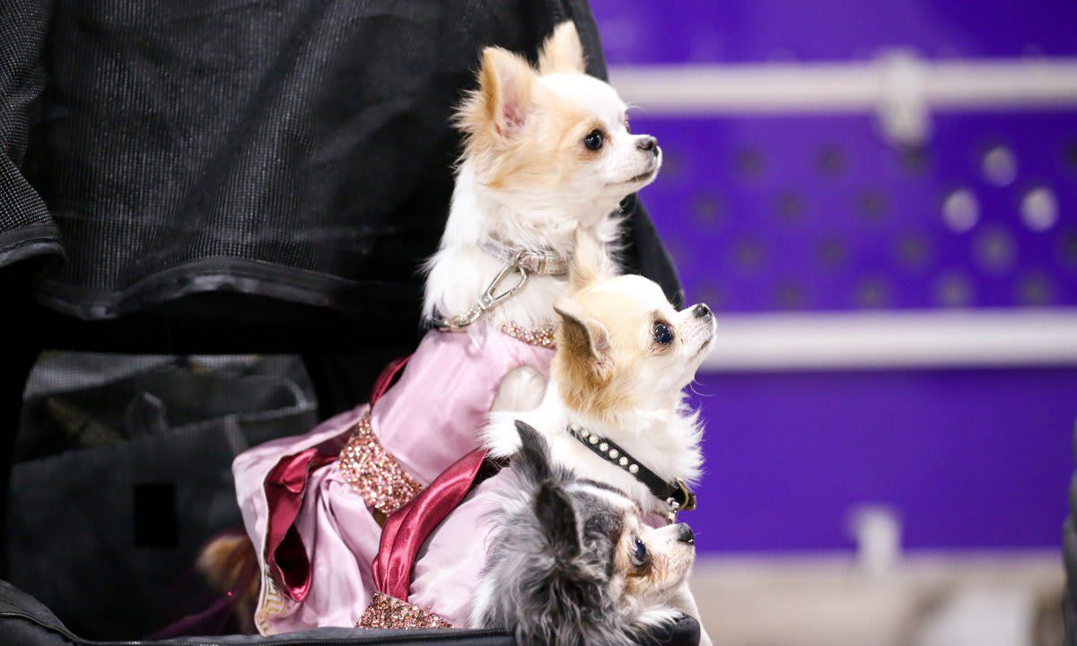 The National Dog Show Presented by Purina - Season 2021