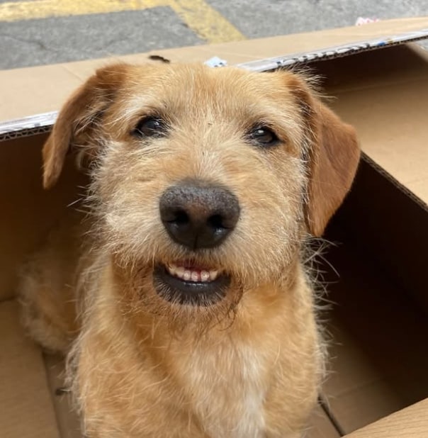 Don Luis, the dog who was not blind, just ignoring everyone