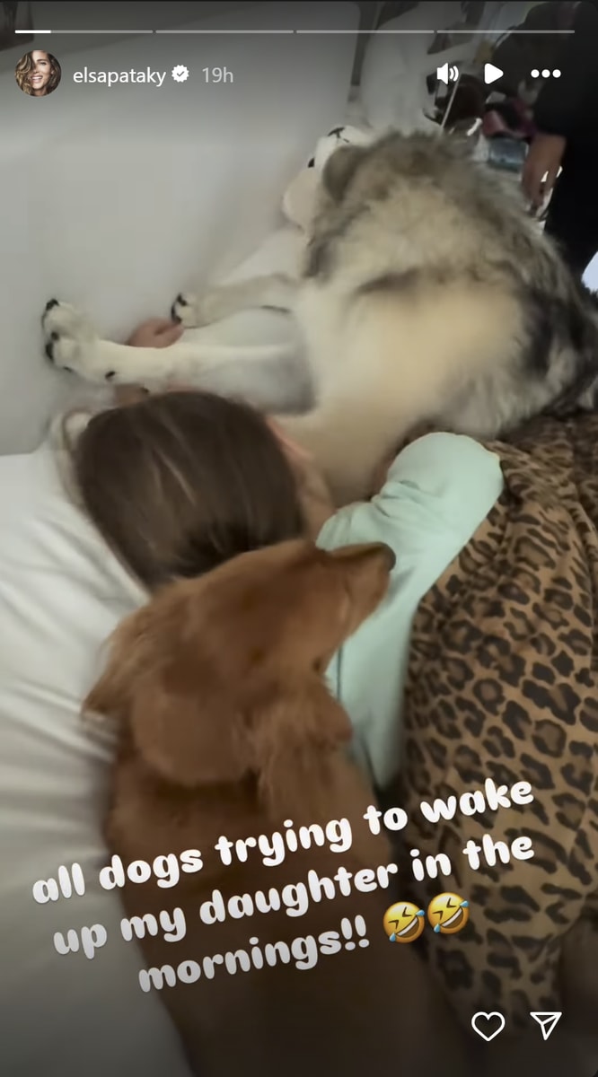 Indi and the dogs don't seem to want to get up