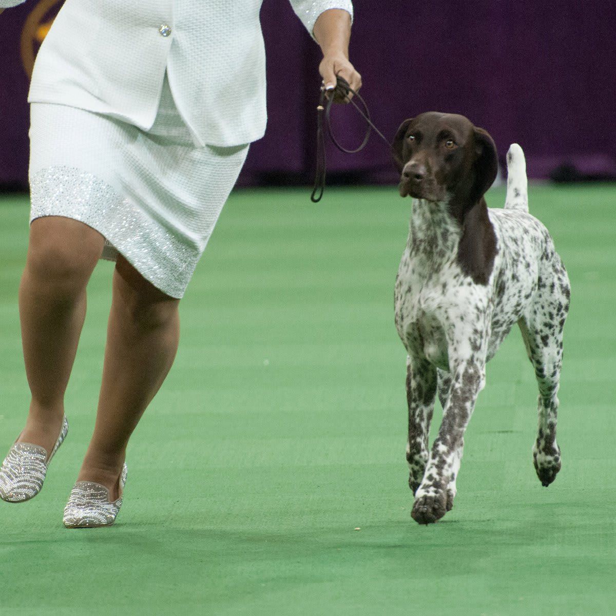 German Short Haired Pointer dog