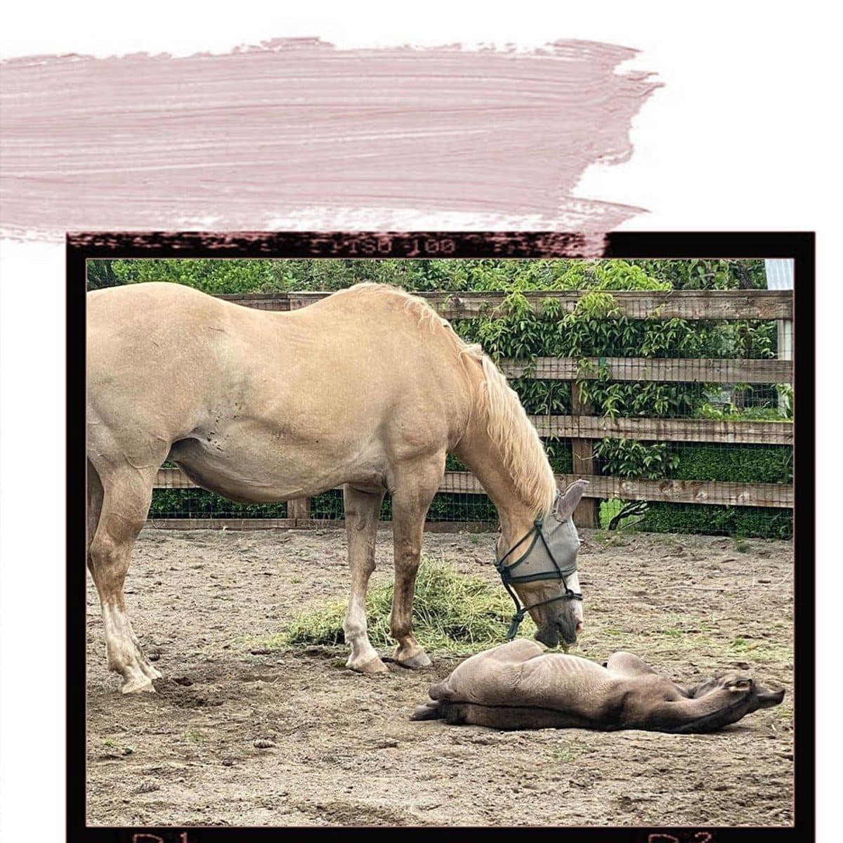 Salma Hayek horses and pets
