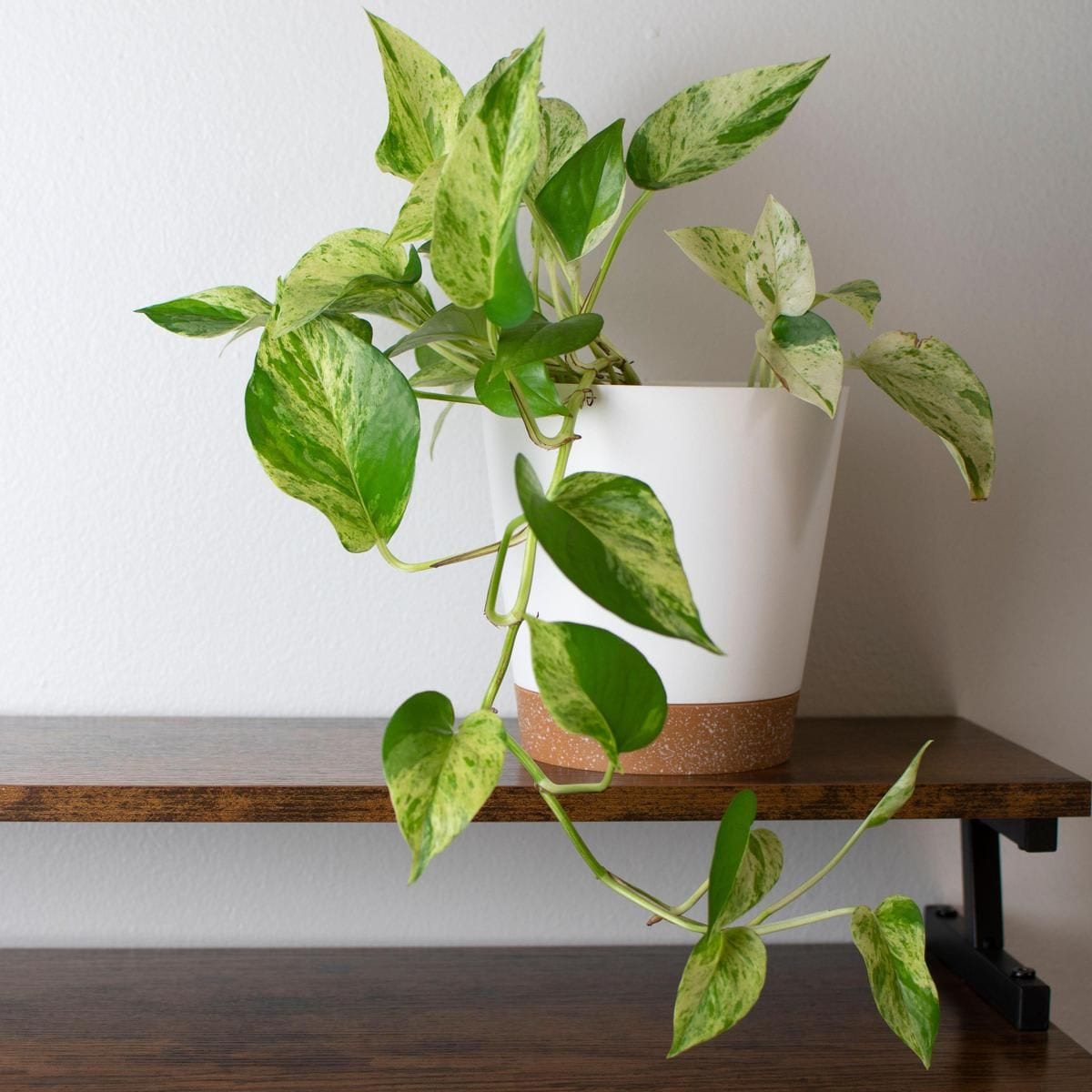 Pothos