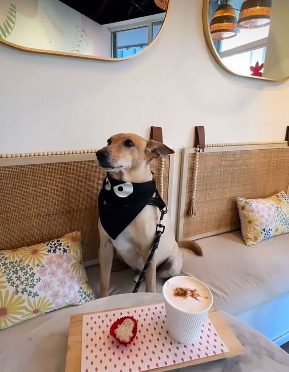Pericles, Paola's dog enjoys Moi's treats and supports his mom at the local Miami bakery
