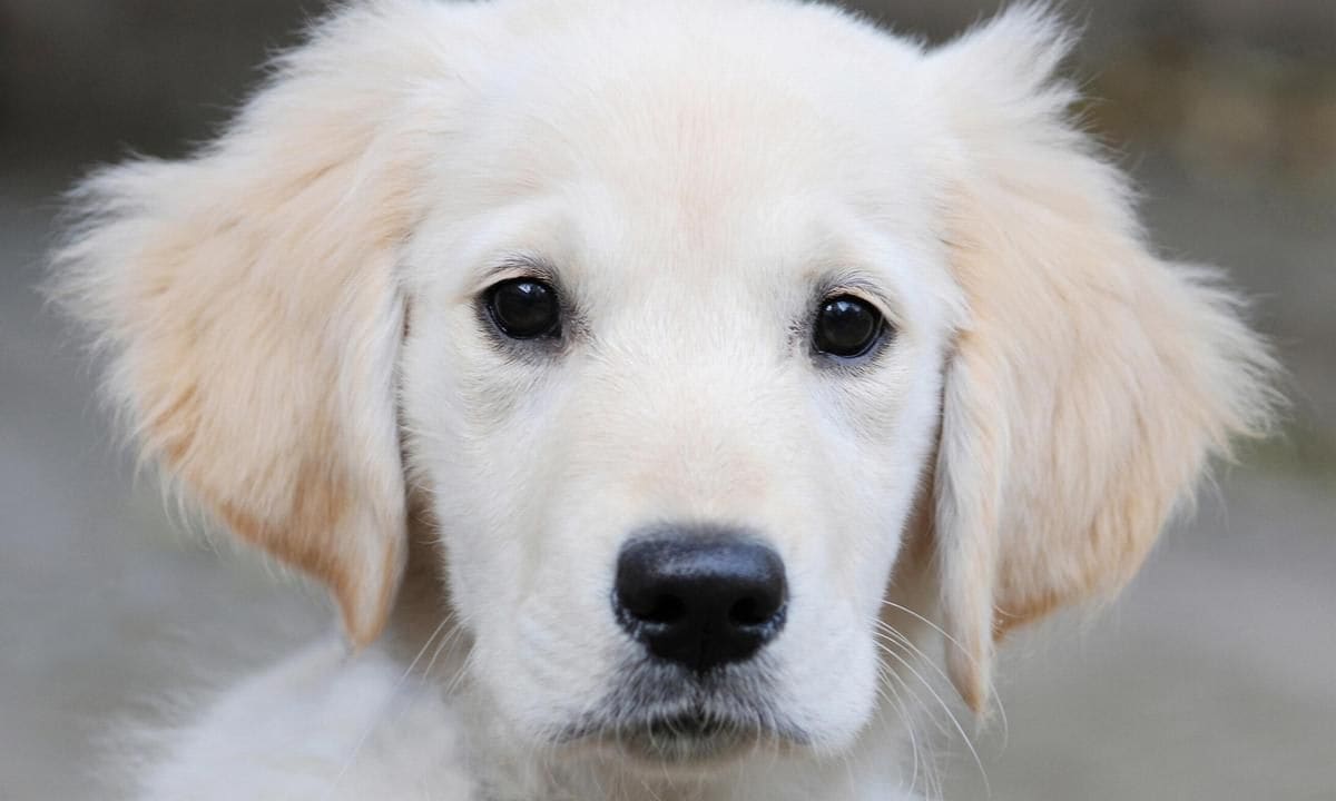 Golden Retriever Puppy