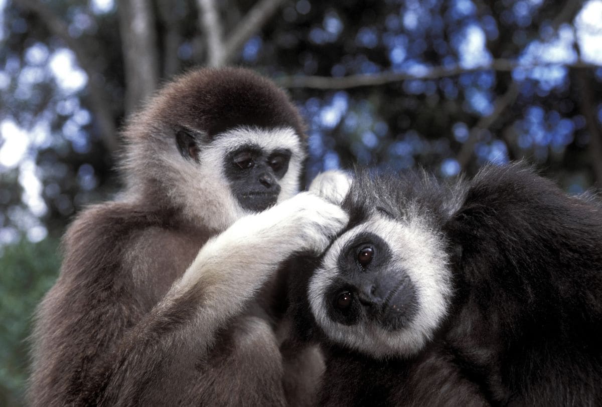 Gibbons