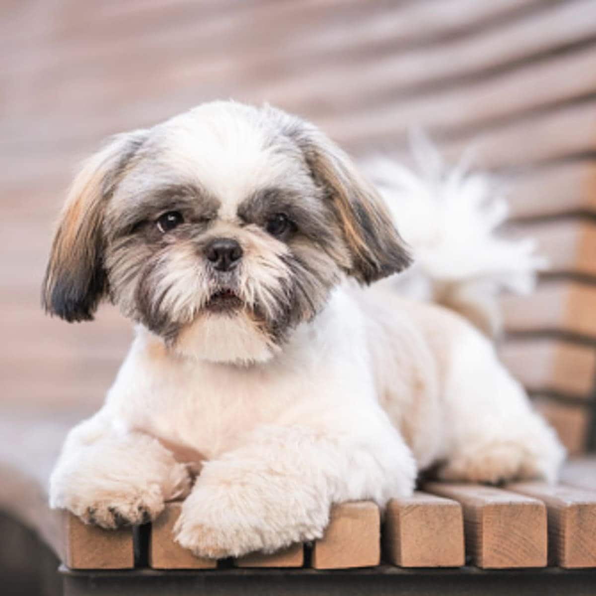 Shih Tzu