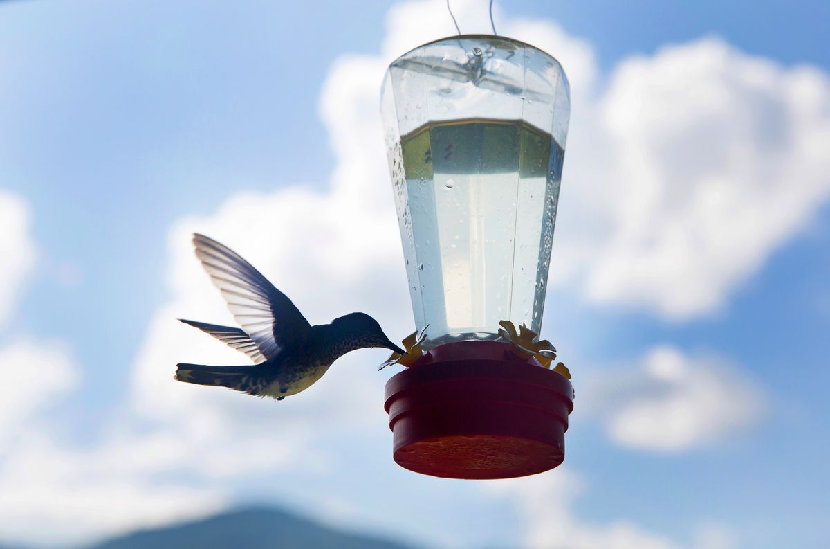 It's hummingbird season!