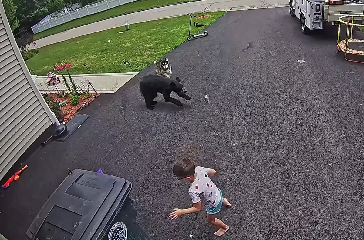 Security camera footage captured the dramatic moment Bella placed herself between the black bear and 6-year-old Colton Tazzara before chasing the animal away.
