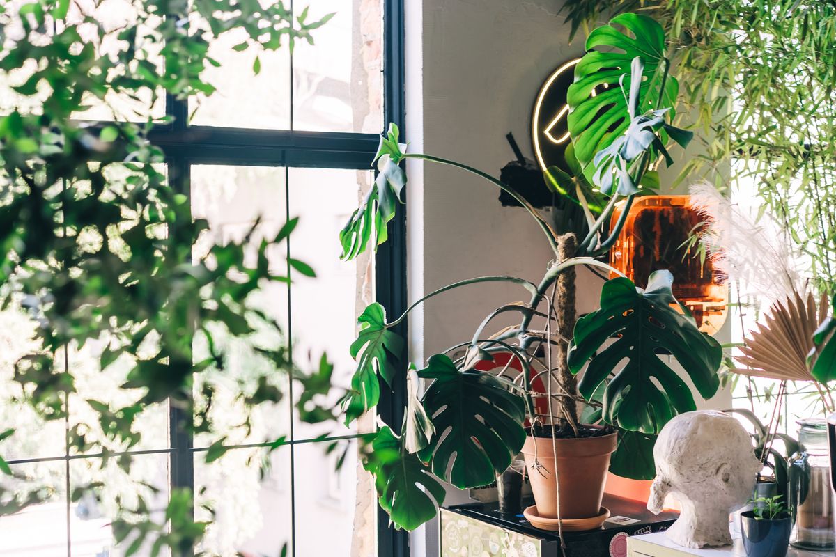 If your apartment gets very little natural light, you don't have to give up on indoor plants.