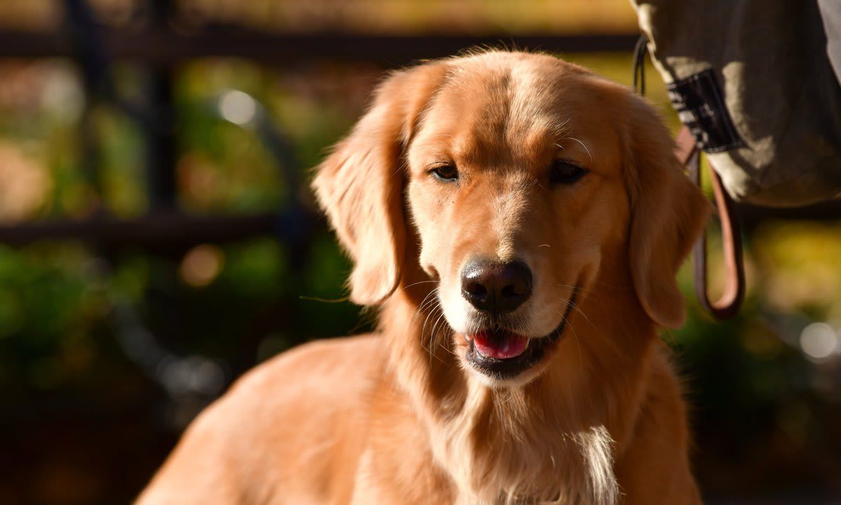 Golden Retriever dog