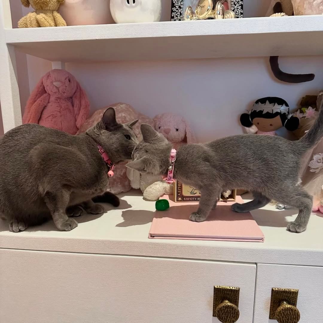 Grey Kitty and Baby Kitty are BFFs