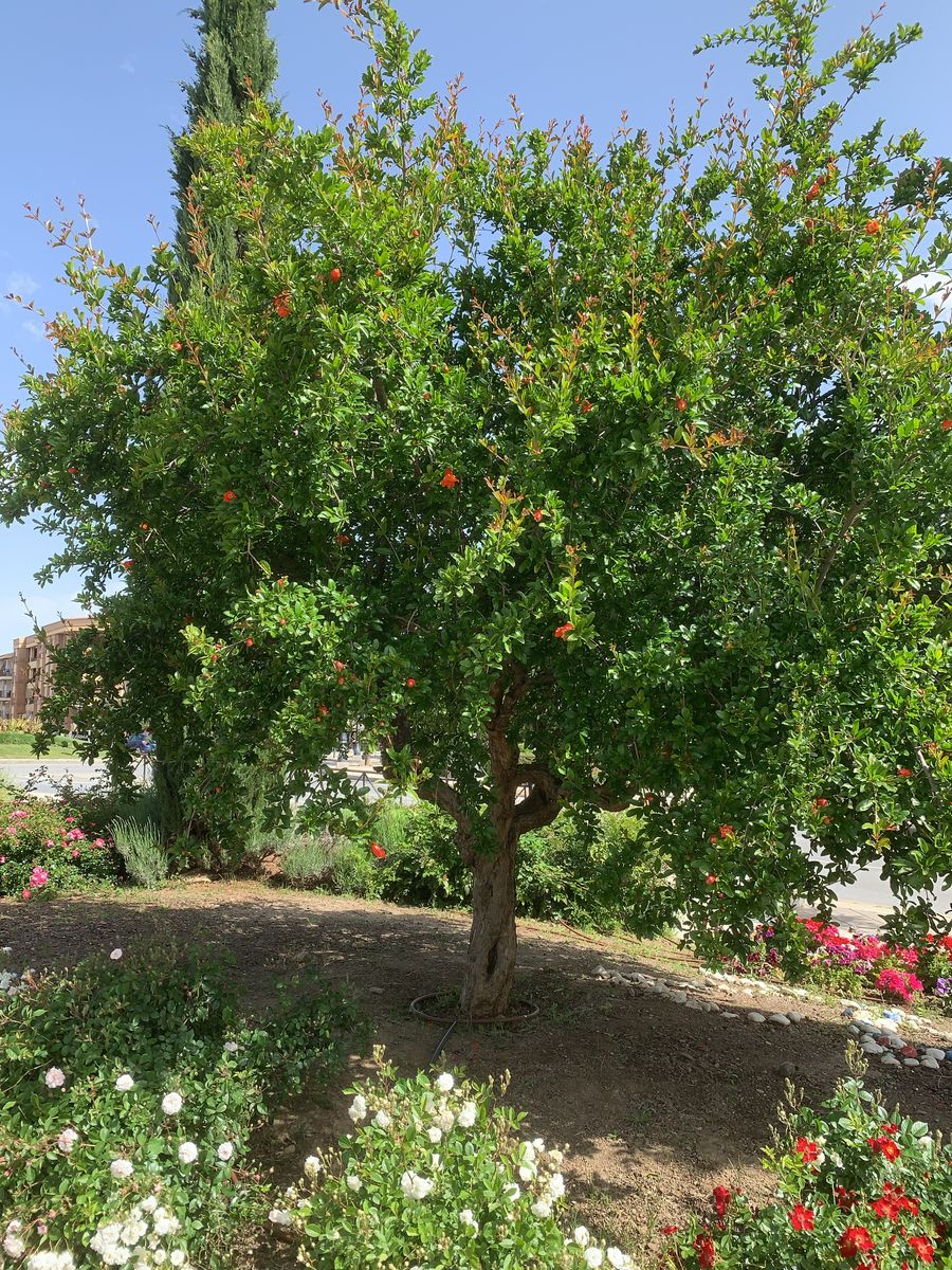 A fruit tree that adapts to almost any soil