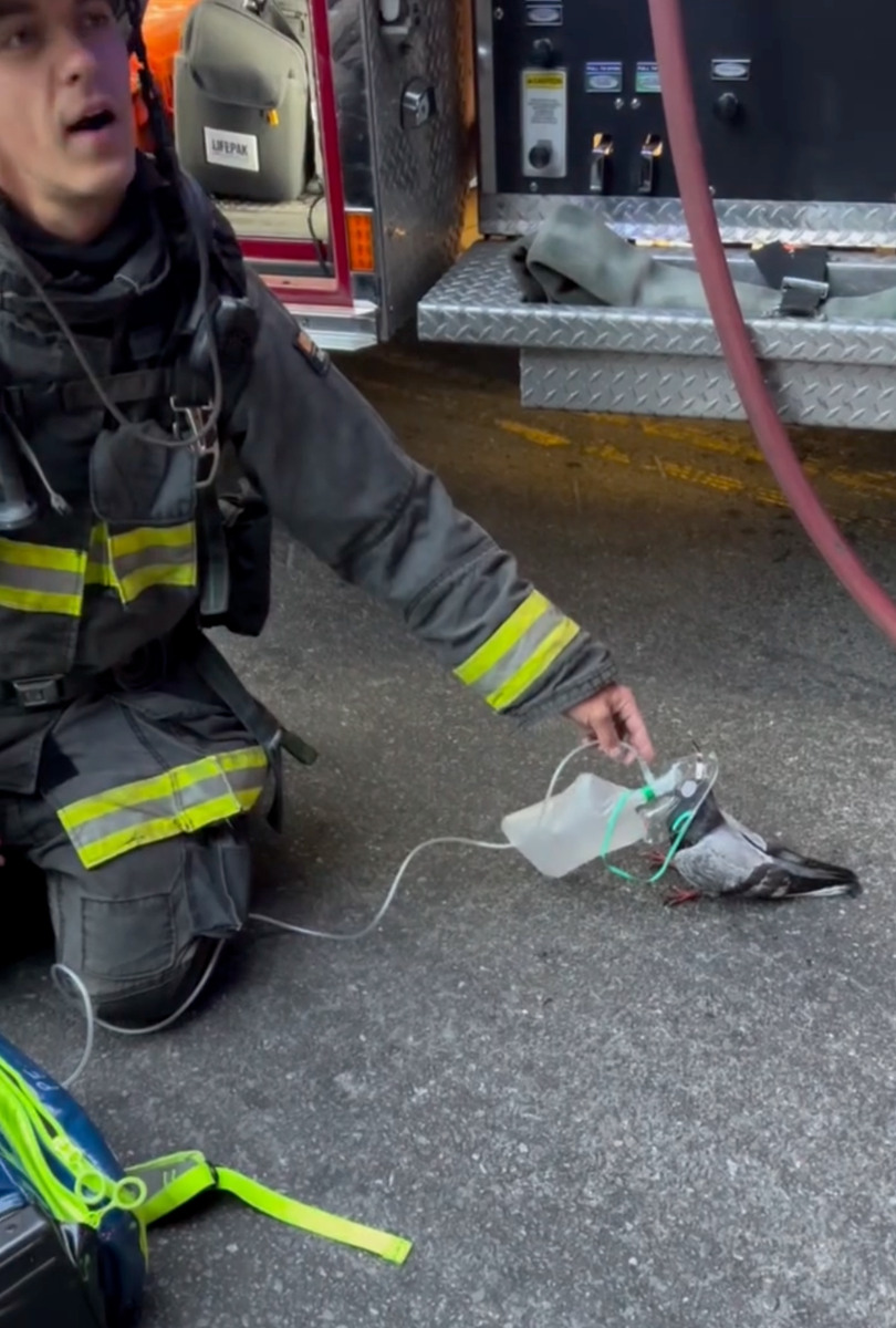 According to Oakland Firefighters Local 55, the pigeon appeared to approach the crew after breathing in smoke from a nearby vehicle fire.