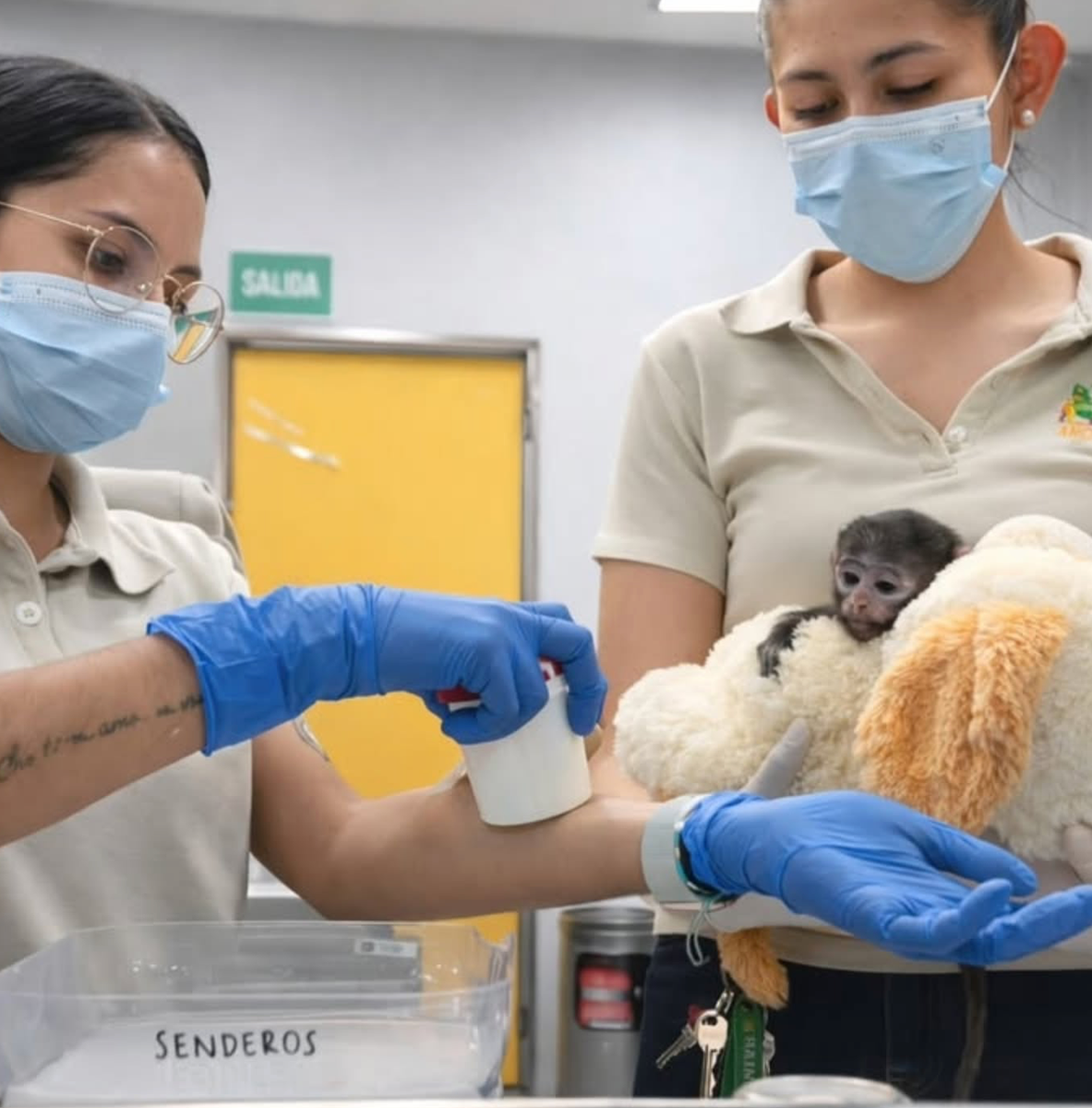 The comparison comes from a Japanese macaque nicknamed “Punch,” born in July 2025 at the Ichikawa Zoo. Punch became famous after being rejected by his mother and forming a strong attachment to a plush orangutan toy.