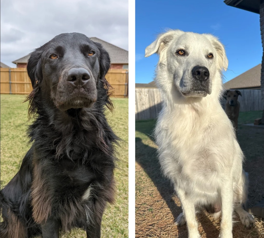 Buster, the dog who changed from black to white, due to skin condition 