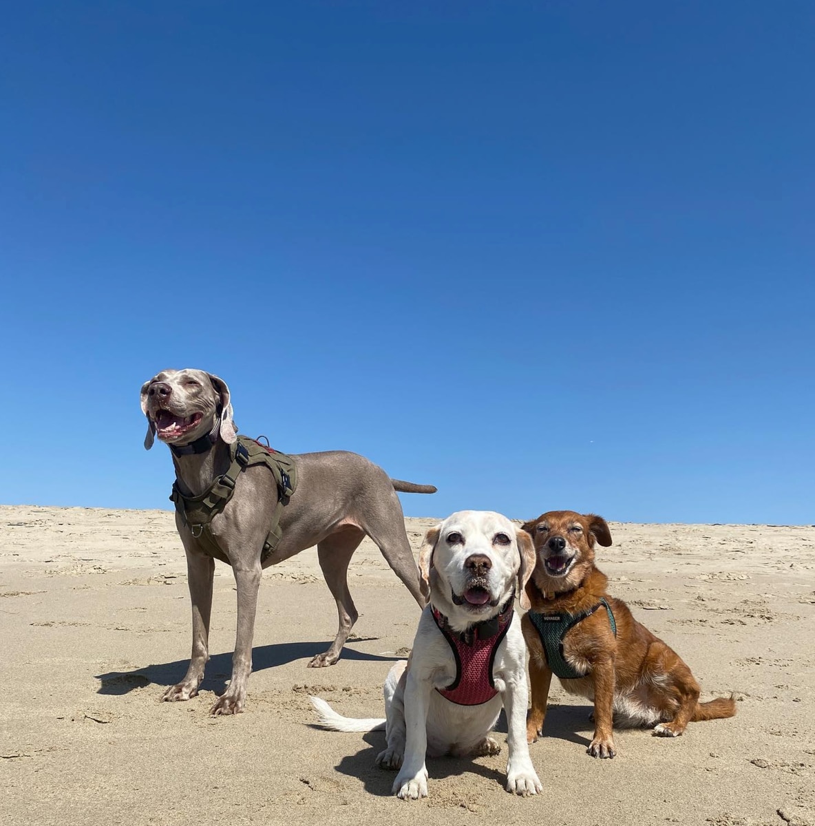 Nala, Antonia and Morocha in Los Angeles