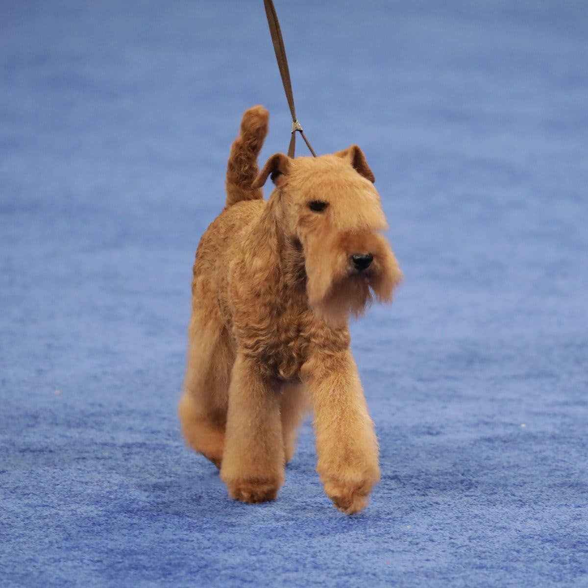 The National Dog Show Presented by Purina - Season 2021