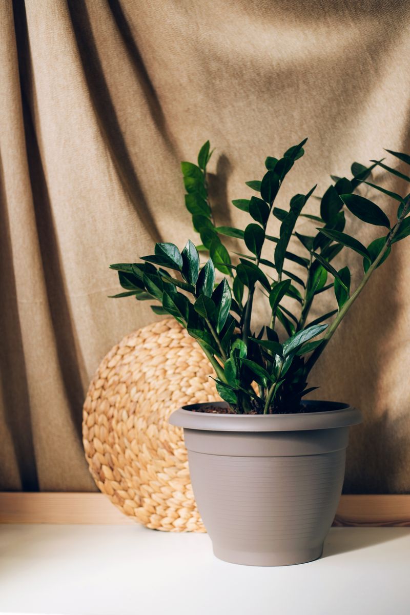 ZZ Plant